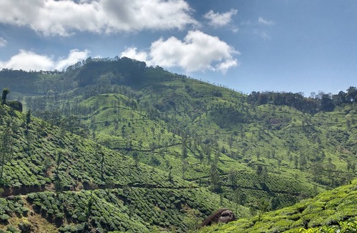 Devikolam House | MUNNAR CARDAMOM FOREST ESTATE 3BHK ENTIRE BUNGLOW