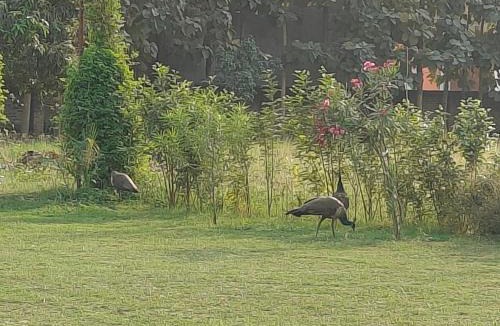 Sarnath Apartment | Nature Resort