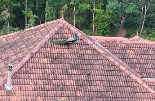 Punalur Apartment | Nila Homestay