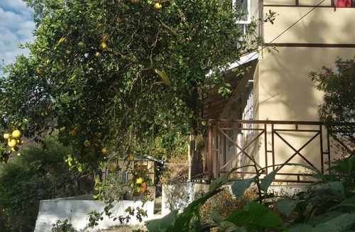 Pelling House | Oak Valley Retreat – A Cozy Homestay, Lively Hostel & Vibrant Café in the Hills!