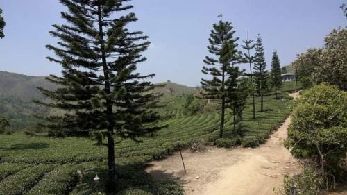 Elappara Ski Chalet | Pine Trees Gold