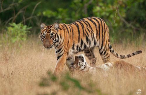Chandrapur Hotel | Red Earth Tadoba