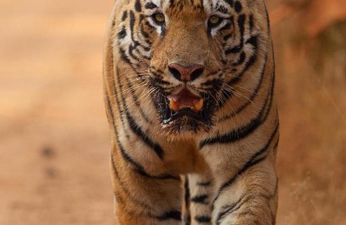 Chandrapur Hotel | Red Earth Tadoba