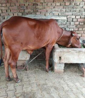 Bharatpur House | Royal Farm Bharatpur