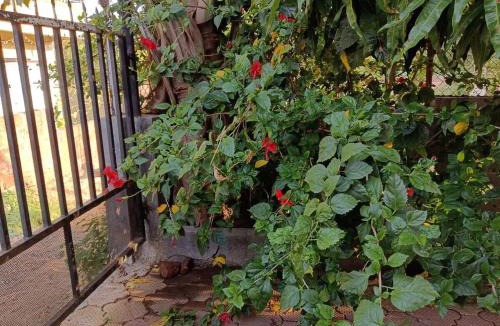 Wai House | Samartha Krupa Homestay