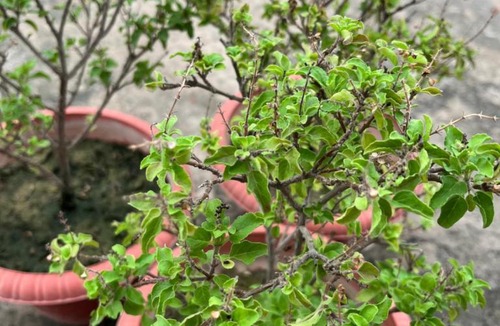 Barsana House | Shree Radha Madhav Homestay Barsana