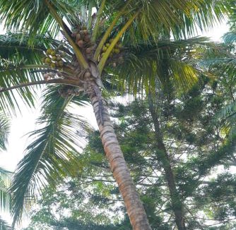 Vanelim Villa | South Goa 2BHK Villa with Private Lawn