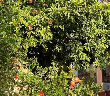 Mandore House | Sudarshan Homestay