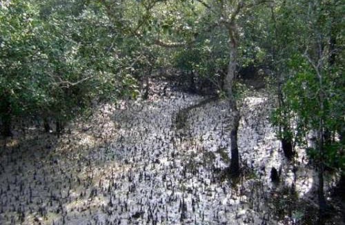 Jharkhali House | Sundarban Natural Homestay