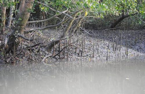 Jharkhali House | Sundarban Natural Homestay