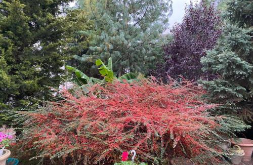 Venus House | Suzana Garden