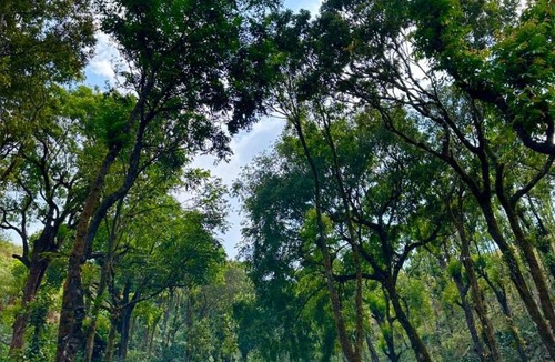 Chikkamagaluru House | Tat Tvam Asi Organic Farm Stay - Bulbul