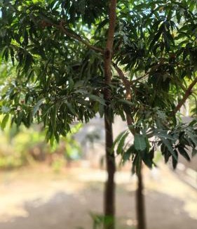 Varkala Hotel | The Haira Retreat