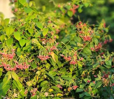 Alwar House | The leaf and Hill
