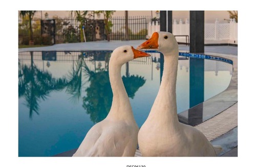 Bedla Resort | THE MARUWAS - A Luxury Retreat