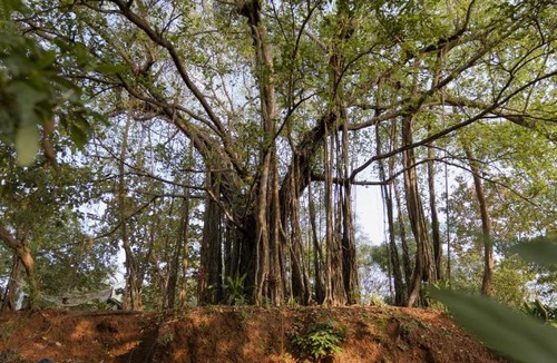 Ella Hotel | The Postcard Ayurveda Retreat, Old Goa, A Sitaram Ayurveda Experience