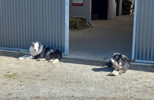 Moss Vale House | The Stables ~ Peace, Tranquility, Nature, Horses.