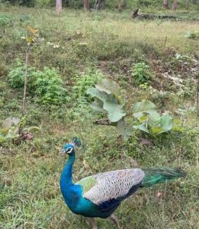 Gundlupet Villa | Tusker & Gaur - Bandipur