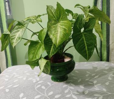 Bolpur House | Udita (উদিতা) Eco Homestay Santiniketan