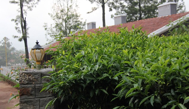5 Star rated Heritage Property - tea, teeing and Tribals
