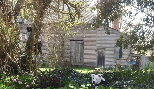 A cottage for couples! Come stay & meet our alpacas 🦙💗 in Ballan