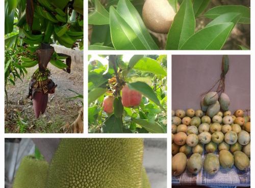 Aikant Agro Tourism, Pondewadi