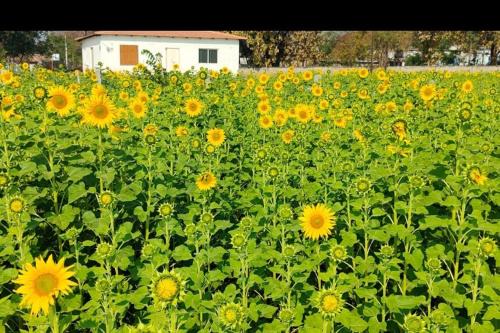 amrutha farm