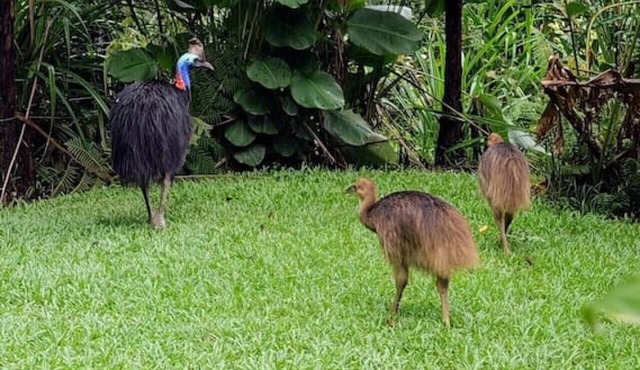 Birdwatcher's Oasis | Tiny Home | Cassowary Visitors in Kuranda