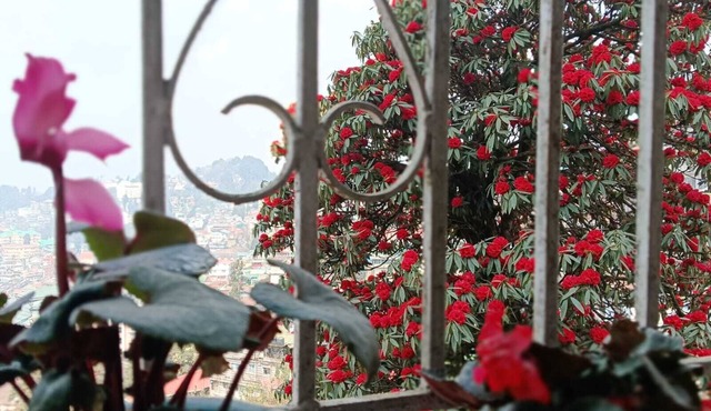 Darjeeling, Adrija Luxury Homestay & Apartments