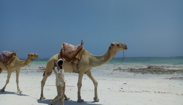 Diani beach Kenya .A little paradise on Earth in Diani Beach