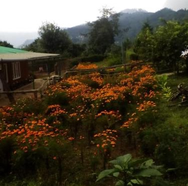 Dilpali Homestay