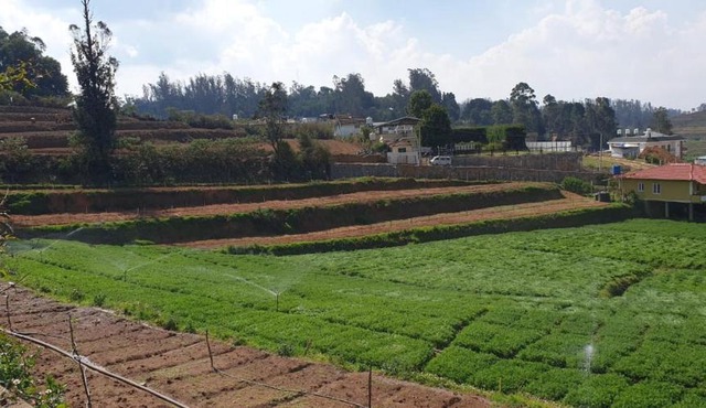 Farm House -ooty