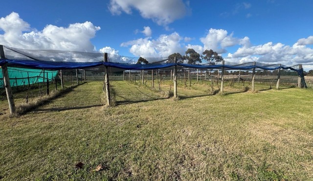 Farm Stay, feed sheep and relax close to airport in Diggers Rest
