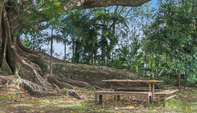 Fig Tree House in Ballina
