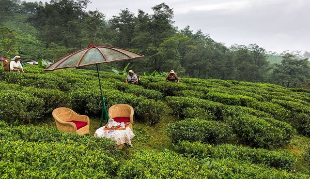 Ging Tea House
