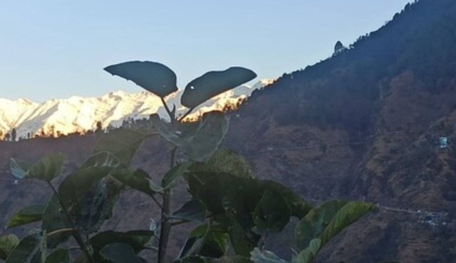Goroomgo Green Valley Homestay Chopta