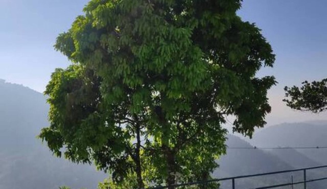Green Paradise Room-3