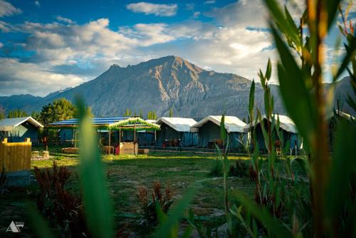green throne camp in Leh
