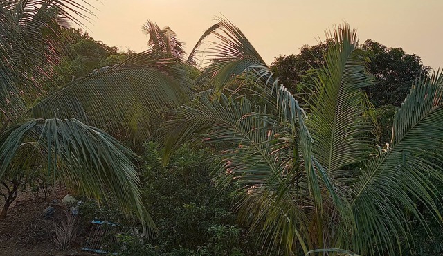 Homestay offers families a serene hilltop retreat surrounded by nature.
