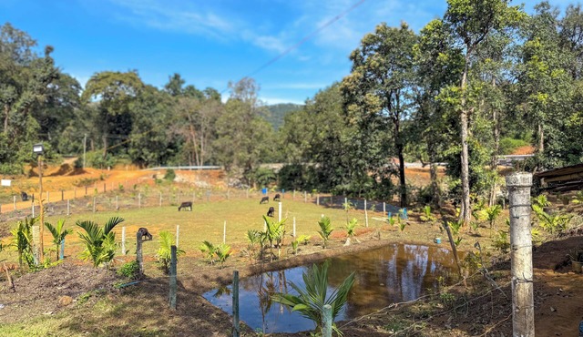 Kodachadri Pathalagere Homestay