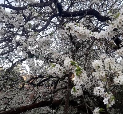 Onces Upon A Forest, Pangot,Nainital 4BR Homeyhuts