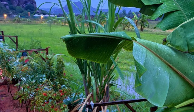 Oshos Organic Resort Hampi