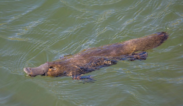 Platypus Viewing 2 min walk! Waratah Waterfall Retreat Unit3 Free Pay TV & WiFi in Waratah