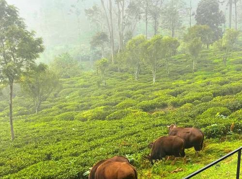 Prysm Homestay - Kotagiri