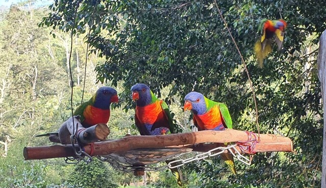 Rainforest Retreat in Upper Orara