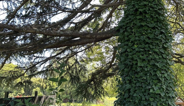 Romantic Apple Tree Lane