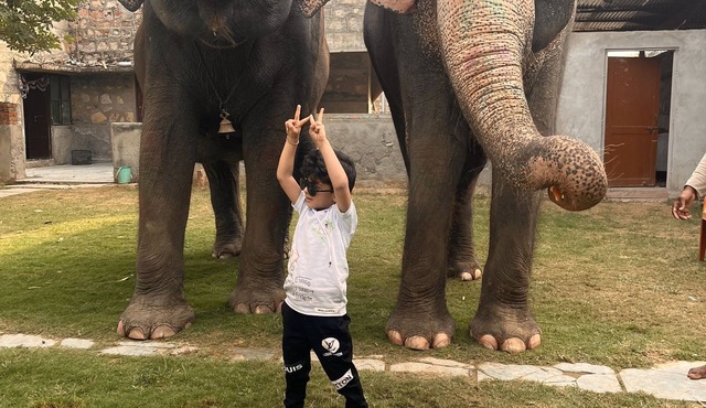 Room 3 - You can spend time with elephants by going close them in Jaipur