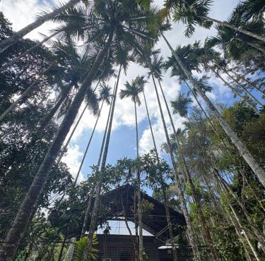 sahara dua jungle farmstay
