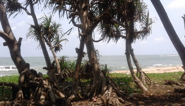 ‘SAI DHAM’ Beach House Bungalow for Rent in Gujjadi
