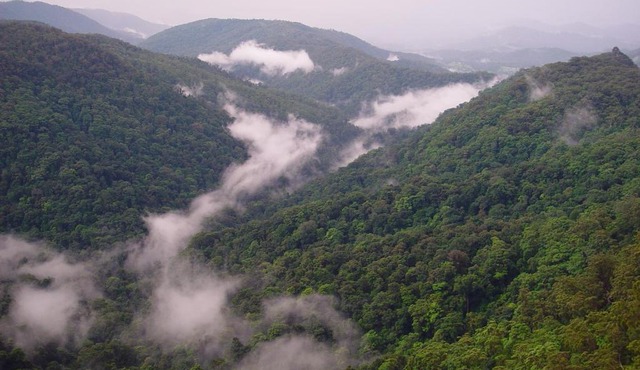 Springbrook Lyrebird Retreat in Springbrook